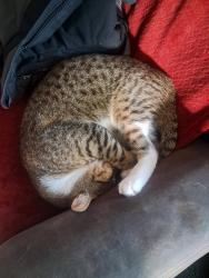 Lost Male Cat last seen 15th Illinois ave, Sheboygan, WI 53081