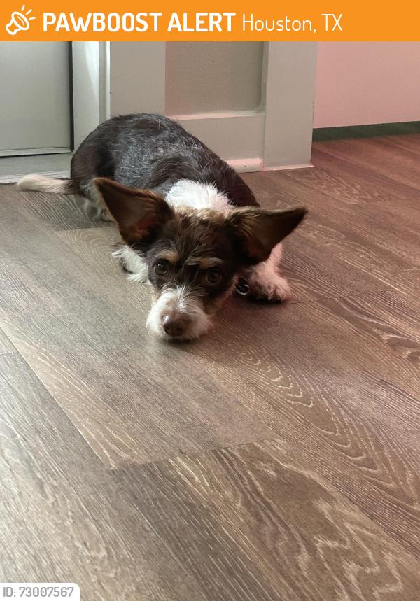 Found/Stray Male Dog last seen Queenston Blvd & Little York, Houston, TX 77095