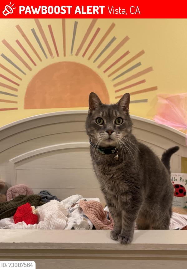 Lost Male Cat last seen Copper, Vista, CA 92083