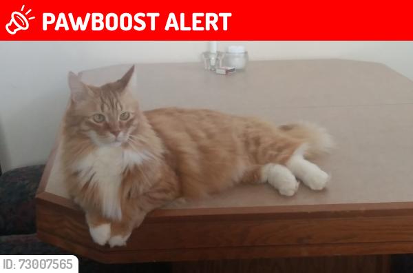 Lost Male Cat last seen Angora/Hyman, Dollard-des-Ormeaux, QC 