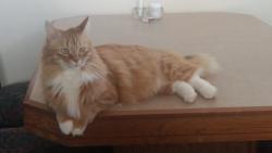 Lost Male Cat last seen Angora/Hyman, Dollard-des-Ormeaux, QC 