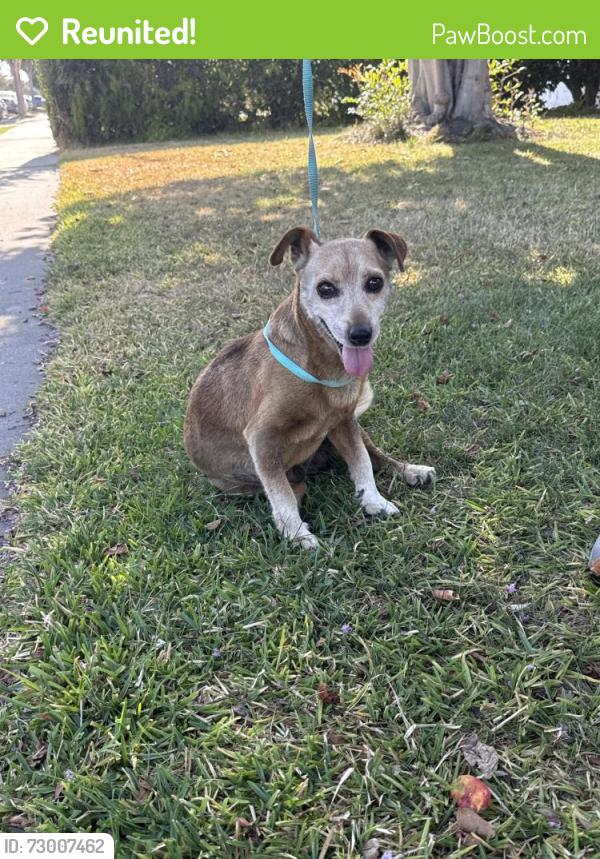 Reunited Male Dog last seen Brookhurst & Broadway , Anaheim, CA 92804