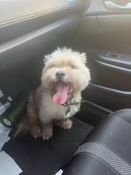 Found/Stray Unknown Dog last seen Near sands blvd fort worth 76137, Fort Worth, TX 76137