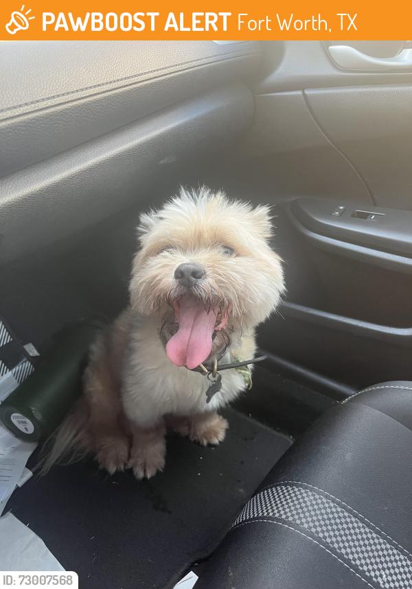 Found/Stray Unknown Dog last seen Near sands blvd fort worth 76137, Fort Worth, TX 76137