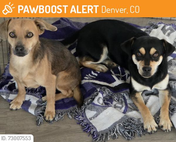 Found/Stray Male Dog last seen Gateway Ave & Fontana Ct by the Montbello neighborhood Walmart , Denver, CO 80239