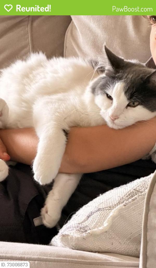 Reunited Female Cat last seen Armistead Circle , Monroe, GA 30655
