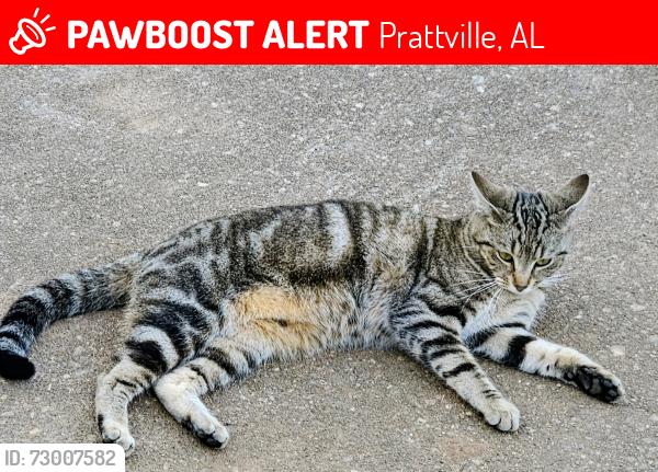 Lost Female Cat last seen Woodvale rd, Prattville, AL 36067