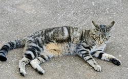 Lost Female Cat last seen Woodvale rd, Prattville, AL 36067
