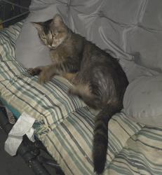Found/Stray Male Cat last seen Shepard ave, Dundee, FL 33838