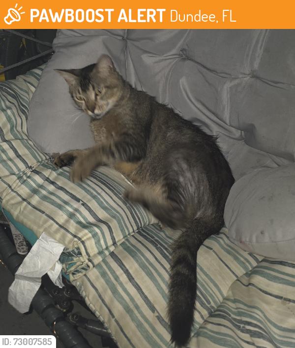 Found/Stray Male Cat last seen Shepard ave, Dundee, FL 33838