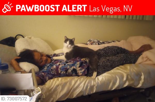 Lost Female Cat last seen 13th Street and Mesquite Ln just below Bonanza Rd, Las Vegas, NV 89101