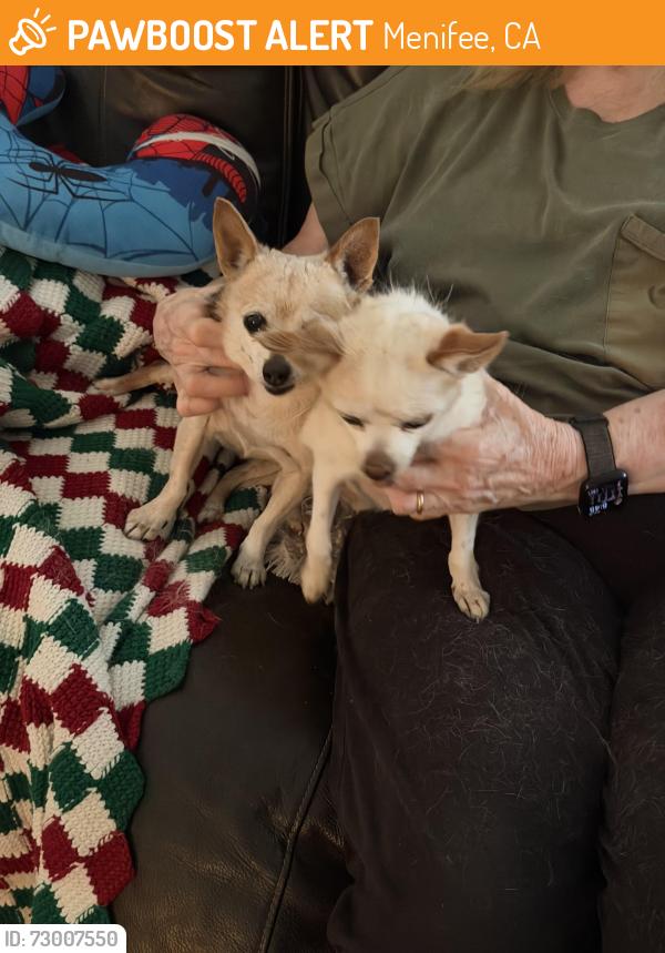 Found/Stray Unknown Dog last seen Lake Forest and Terrytown, Menifee, CA 92586
