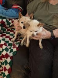 Found/Stray Unknown Dog last seen Lake Forest and Terrytown, Menifee, CA 92586