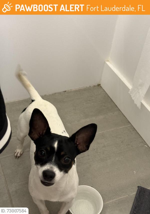 Found/Stray Male Dog last seen middle river terrace, Fort Lauderdale, FL 33305