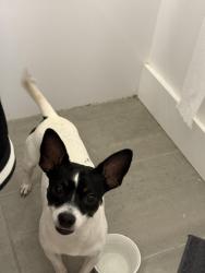 Found/Stray Male Dog last seen middle river terrace, Fort Lauderdale, FL 33305
