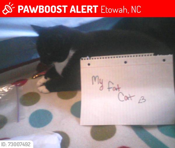 Lost Male Cat last seen Near Ella Lane , Etowah, NC 28742