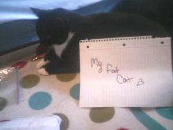 Lost Male Cat last seen Near Ella Lane , Etowah, NC 28742