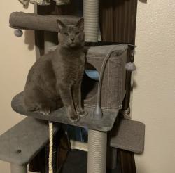 Lost Male Cat last seen W 4th Street and Stoker Ave, Reno, NV 89503