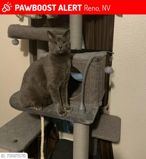 Lost Male Cat last seen W 4th Street and Stoker Ave, Reno, NV 89503