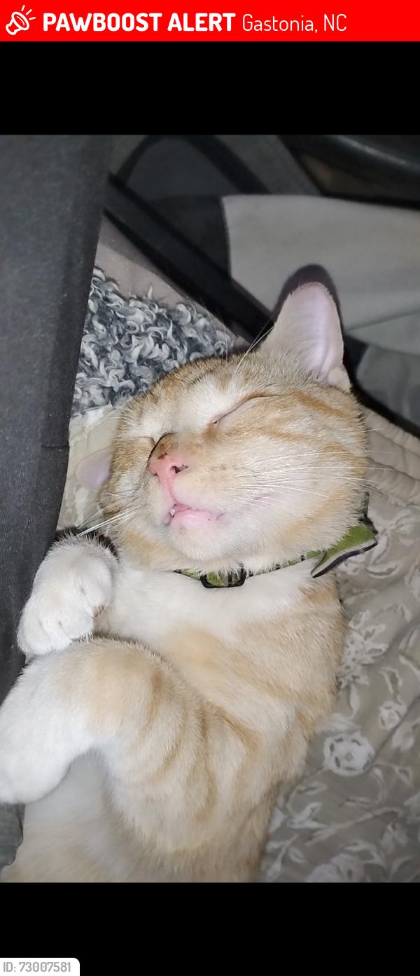 Lost Male Cat last seen Dr Martin Luther King Jr way Gastonia North Carolina, Gastonia, NC 28052