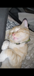 Lost Male Cat last seen Dr Martin Luther King Jr way Gastonia North Carolina, Gastonia, NC 28052