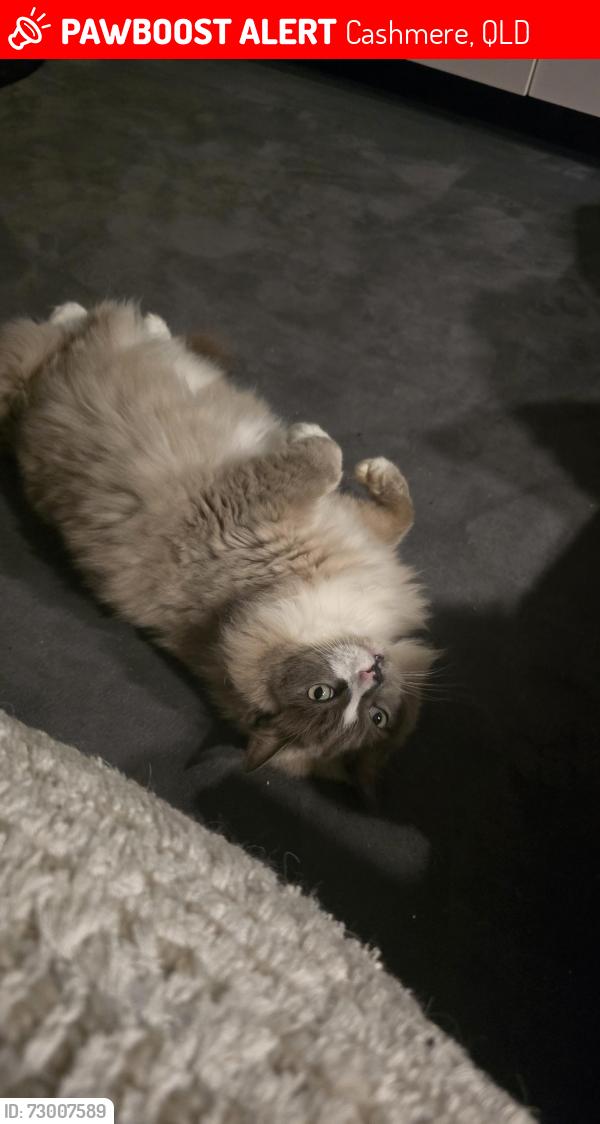 Lost Male Cat last seen Lilly road cashmere, Cashmere, QLD 4500