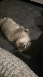 Lost Male Cat last seen Lilly road cashmere, Cashmere, QLD 4500
