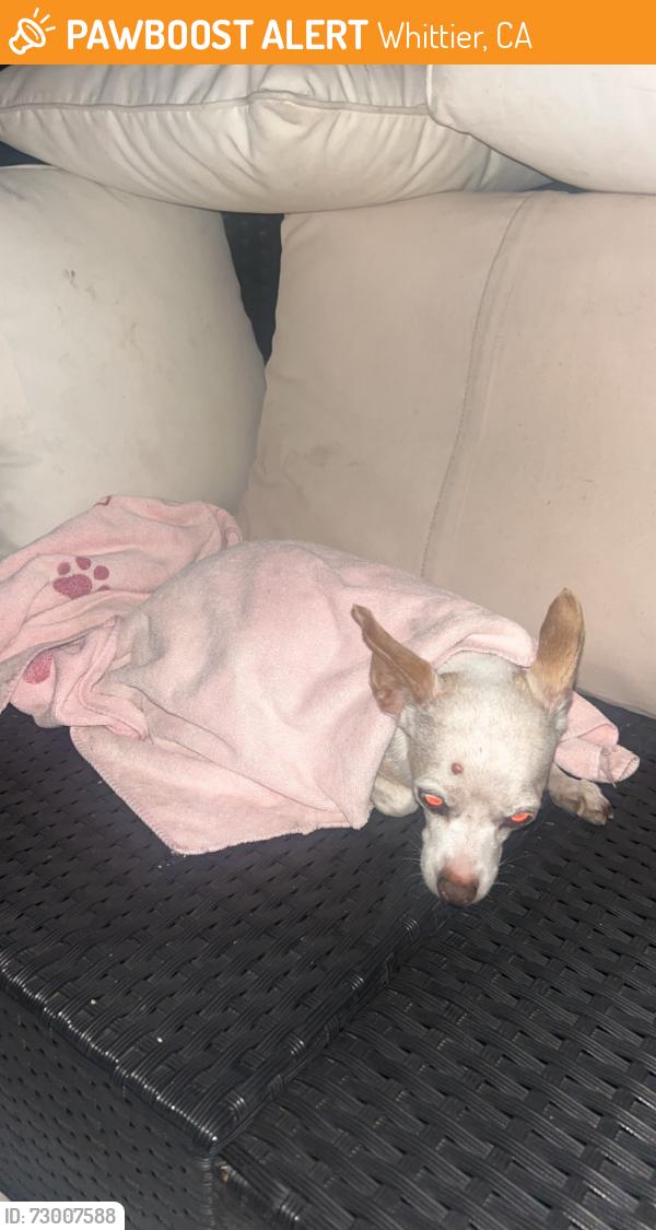 Found/Stray Unknown Dog last seen NA, Whittier, CA 90605