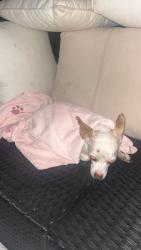 Found/Stray Unknown Dog last seen NA, Whittier, CA 90605