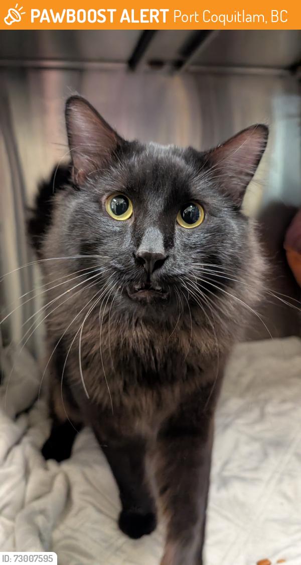 Found/Stray Male Cat last seen Devon and Lincoln, Port Coquitlam, BC 