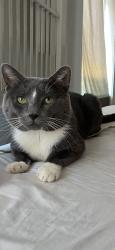 Lost Male Cat last seen Near Roosevelt ave , Carteret, NJ 07008