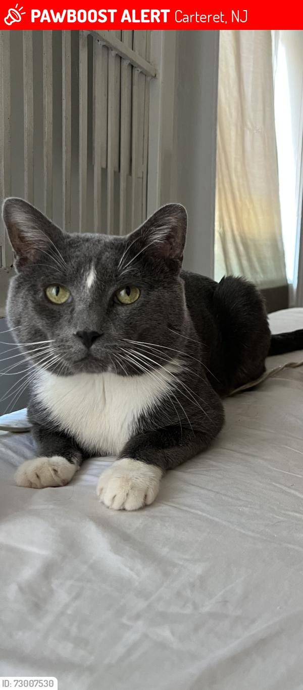 Lost Male Cat last seen Near Roosevelt ave , Carteret, NJ 07008