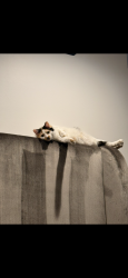 Lost Female Cat last seen cooper and elliot, Gilbert, AZ 85233