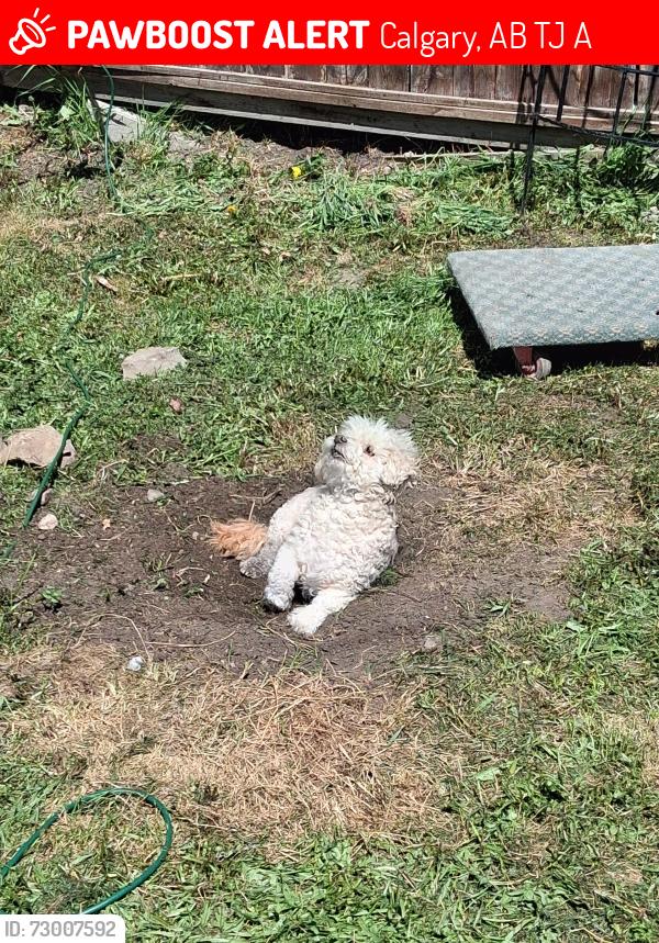 Lost Male Dog last seen Falconridge Dog Park, Calgary, AB T3J 1A9