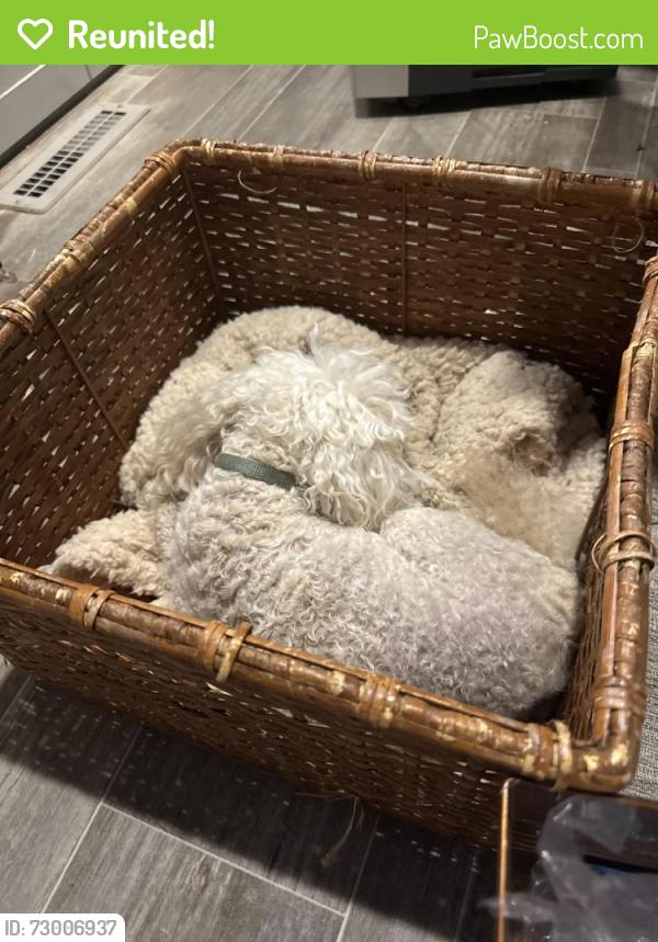 Reunited Female Dog last seen Near Avenue 200, Strathmore Ca 93267, Strathmore, CA 93267