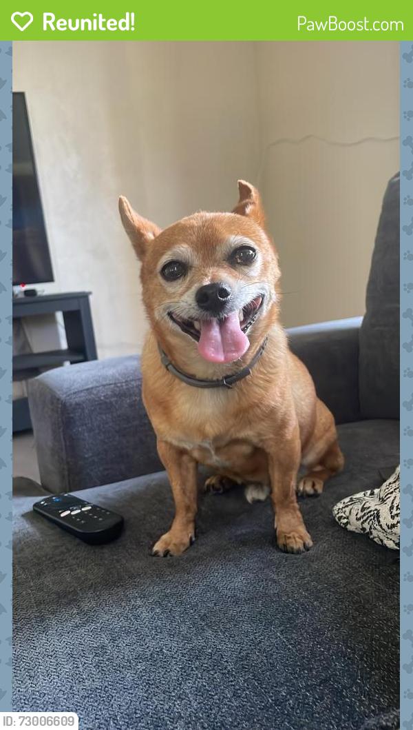 Reunited Male Dog last seen Unknown, La Puente, CA 91746