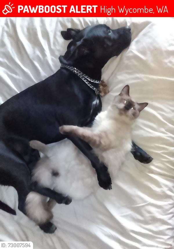 Lost Male Cat last seen Hawtin road, High Wycombe, WA 6057