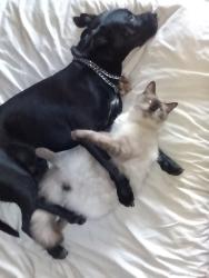 Lost Male Cat last seen Hawtin road, High Wycombe, WA 6057