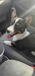 Reunited Female Dog last seen Dunn St. Teton St., Grapevine, TX 76051