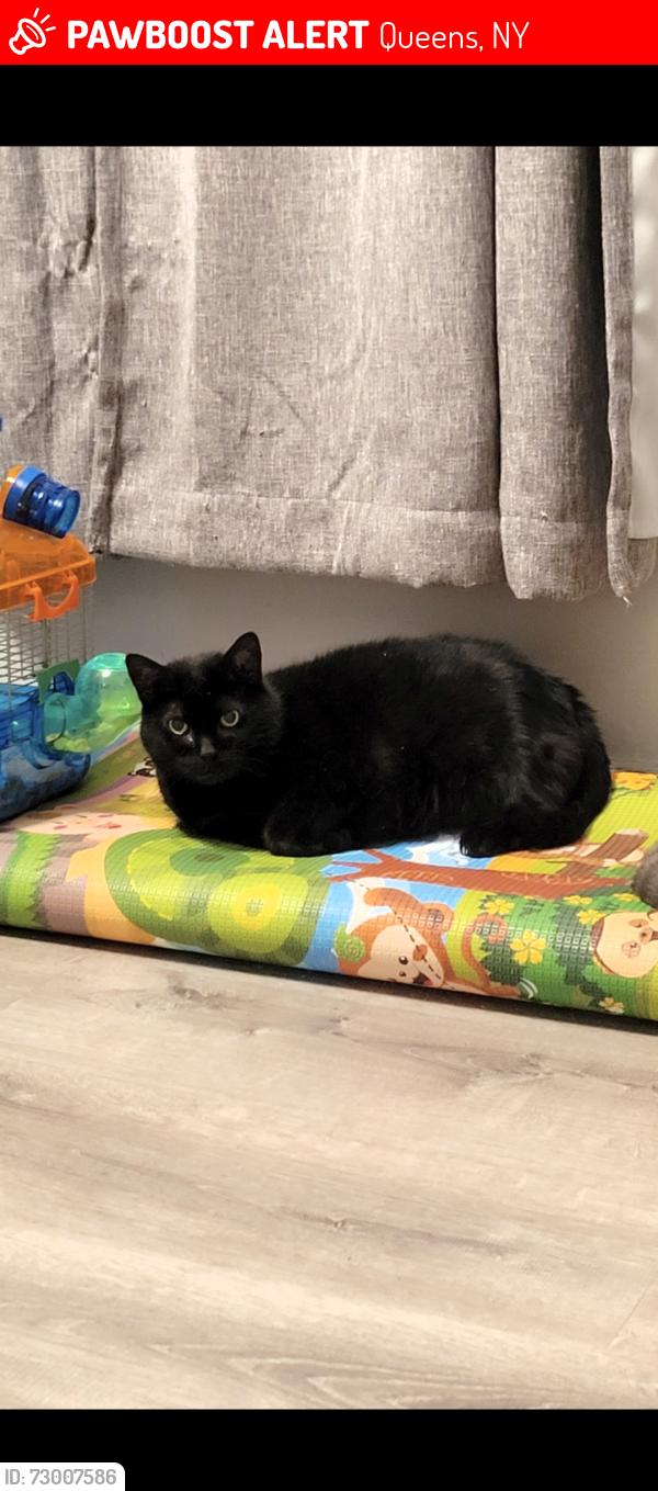 Lost Female Cat last seen 50th ave and 48th ave, Queens, NY 11377
