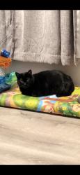 Lost Female Cat last seen 50th ave and 48th ave, Queens, NY 11377