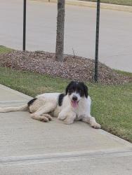 Found/Stray Male Dog last seen Sorella Community, Carob Tree Ln, Tomball TX 77377, Harris County, TX 77377
