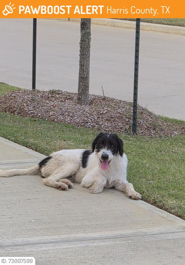 Found/Stray Male Dog last seen Sorella Community, Carob Tree Ln, Tomball TX 77377, Harris County, TX 77377