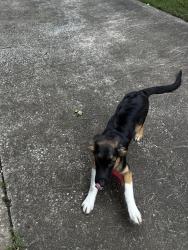 Found/Stray Unknown Dog last seen Narcissist and nashville, Broken Arrow, OK 74012