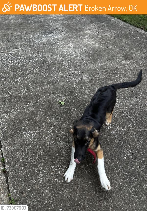Found/Stray Unknown Dog last seen Narcissist and nashville, Broken Arrow, OK 74012