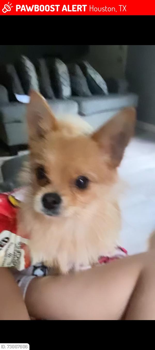 Lost Female Dog last seen Near Sadler St Houston, TX  77093 United States, Houston, TX 77093