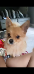Lost Female Dog last seen Near Sadler St Houston, TX  77093 United States, Houston, TX 77093