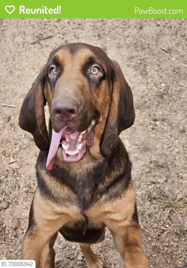 Reunited Male Dog last seen Rancho Encino Drive, San Marcos, TX 78666
