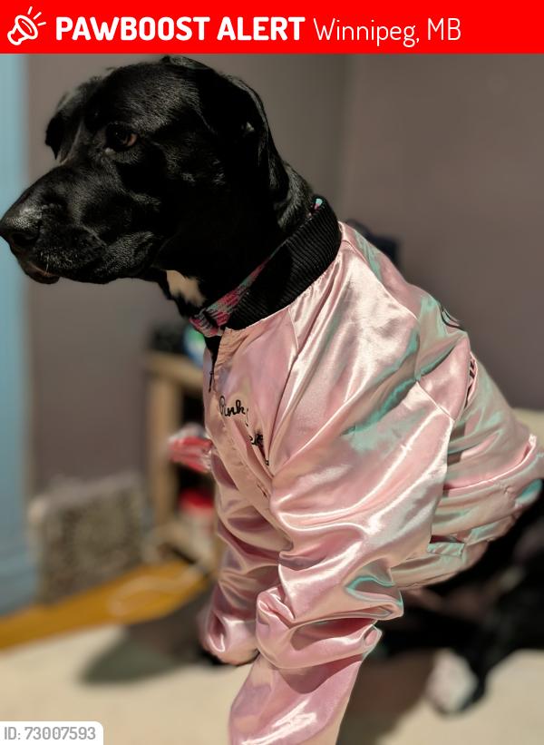 Lost Female Dog last seen Pritchard and Charles , Winnipeg, MB 
