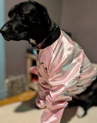 Lost Female Dog last seen Pritchard and Charles , Winnipeg, MB 